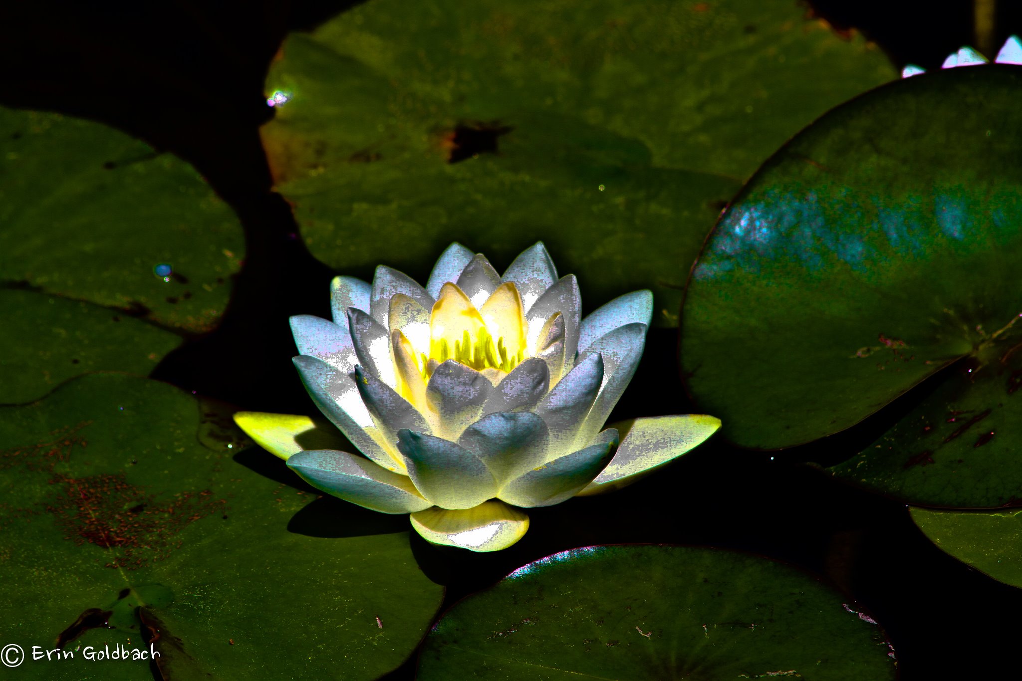 Glowing water lily — symbol of healing and renewal